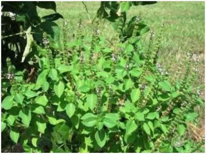 Do you know Tulsi plants indicates about problem in life details here Tulsi Tips: તુલસીનો છોડ પણ ઘરમાં આવનારી પરેશાનીનો પહેલા જ આપી દે છે સંકેત, આ રીતે જાણો