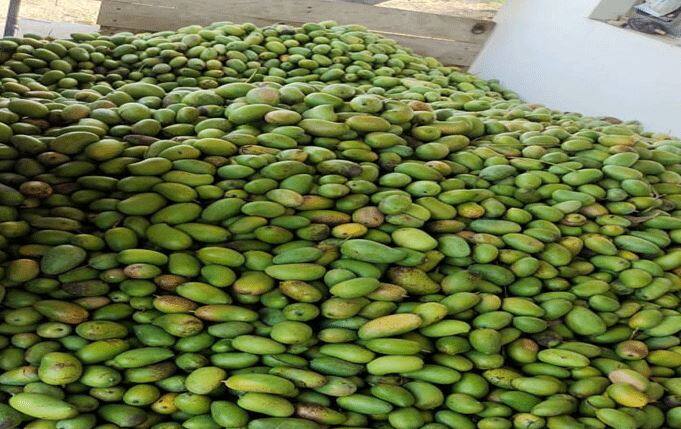 After cyclone Tauktae mango arrives in market of Talala price down up to Rs 40 per 10 kg box વાવાઝોડા બાદ તાલાલા મેંગો માર્કેટમાં કેરીની થઈ આવક, ભાવ જાણીને ચોંકી જશો