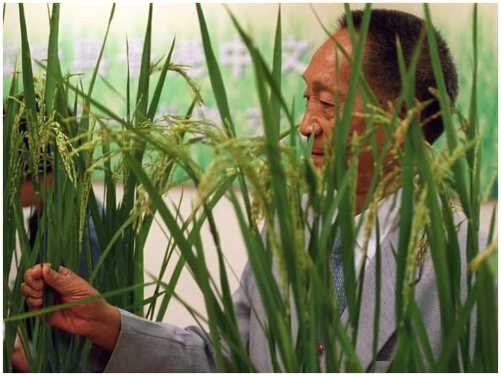 ‘हाइब्रिड चावल के पिता’ के नाम से मशहूर वैज्ञानिक युआन लोंगपिंग का निधन