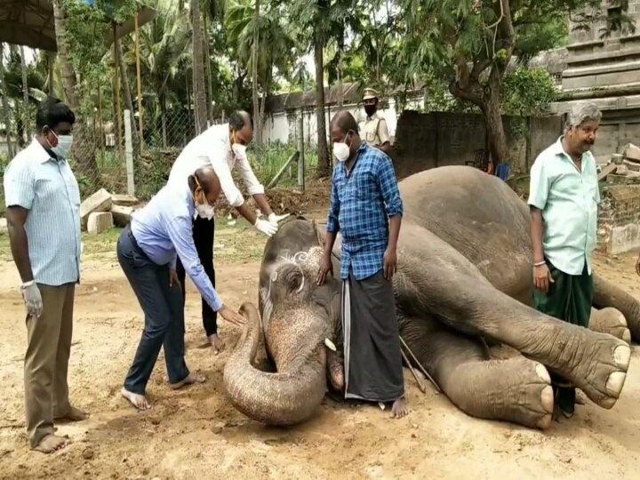 கோயில் யானை பராமரிப்பு குறித்து வனத்துறையினர் ஆய்வு