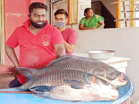 அணையில் வீசிய வலையில் சிக்கிய ‛மெகா’ எடை மீன்கள்!