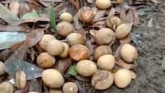 નવસારી કૃષિ યુનિવર્સિટીએ બહાર પાડી એડવાઇઝરી