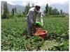 श्रीनगर में स्ट्रॉबेरी के फसल तैयार, कोरोना लॉकडाउन के कारण न मिल रहे खरीदार न दाम