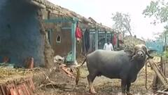 સૌરાષ્ટ્રના ગામડાઓમાં એક અઠવાડીયા બાદ સ્થિતિ થશે સામાન્ય