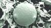 White Fungus Cases Reported In Several States - Know Symptoms & Who Are At Risk