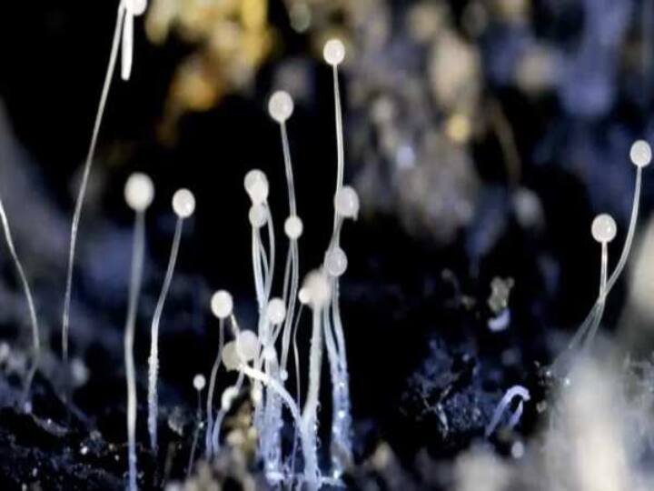5 person affected by black fungus in tanjavore Black Fungus : தஞ்சாவூரில் செவிலியர் உள்பட 5 பேருக்கு கருப்பு பூஞ்சை நோய்