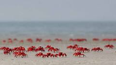 Cyclone Yaas: ঝড়ের আগে শুনশান তাজপুর সৈকত, থিকথিক করছে লাল কাঁকড়া