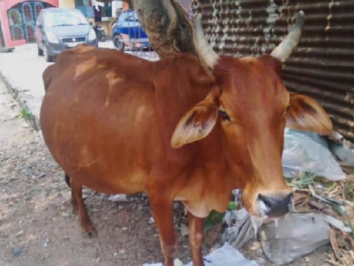 Right to eat cow beef is not a fundamental rights, says allahabad high court Right to Eat Beef: மாட்டுக்கறி உண்பது மனித உரிமை கிடையாது! - அலகாபாத் உயர்நீதிமன்றம்!