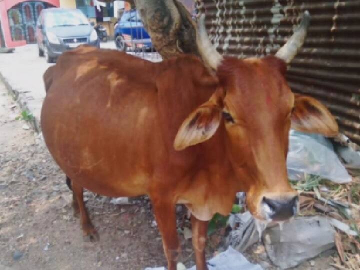 हरियाणाः टोहाना थाने में विरोध प्रदर्शन में किसान गाय भी साथ लेकर आया, कहा- घर पर कोई देखभाल करने वाला नहीं