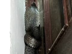 फिरोजाबाद: डीएम चंद्र विजय सिंह के चैंबर में निकला कोबरा सांप, कर्मचारियों में मची भगदड़