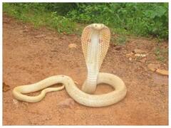 दिल्ली में पाए जाने वालें सांपों की लिस्ट में 8 और प्रजातियां हुईं शामिल, DU के शोधकर्ताओं ने 5 साल की मेहनत के बाद दी जानकारी