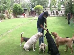 पशु अधिकारों के लिए काम करने वाली संस्था PETA ने कहा- जानवरों से मनुष्य में कोविड संक्रमण का कोई मामला नहीं