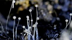 Sting Operataion: बेनकाब हुए ब्लैक फंगस के ब्लैक पार्टनर ! | सनसनी