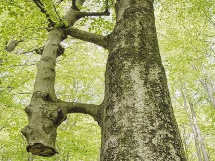 Picture of a tree holding and feeding another tree gone viral in internet ”இது மனிதனுக்கு பாடம்” - இன்டர்நெட்டில் வைரலாகும் இரு மரங்கள்