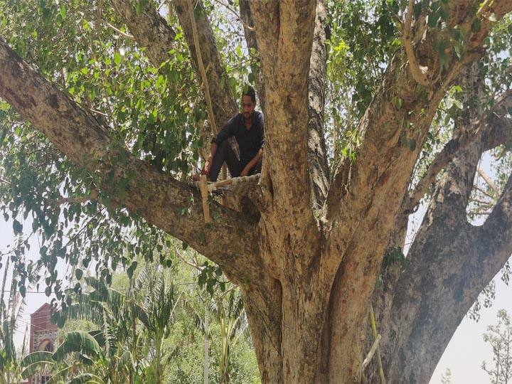 Unique effort by Agra Village people, to avoid oxygen shortage temporary stay at Peepal tree  ann Agra: नौबरी गांव के लोग हुए आत्मनिर्भर, ऑक्सीजन की कमी ना हो, पीपल के पेड़ को ही बना लिया आशियाना