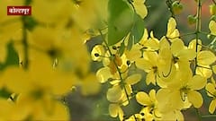 Golden Shower Tree : कोल्हापूरमध्ये बहाव्याच्या प्रत्येक फुलाला पाच पाकळ्या, वैशाख वणव्यात फुलांची उधळण
