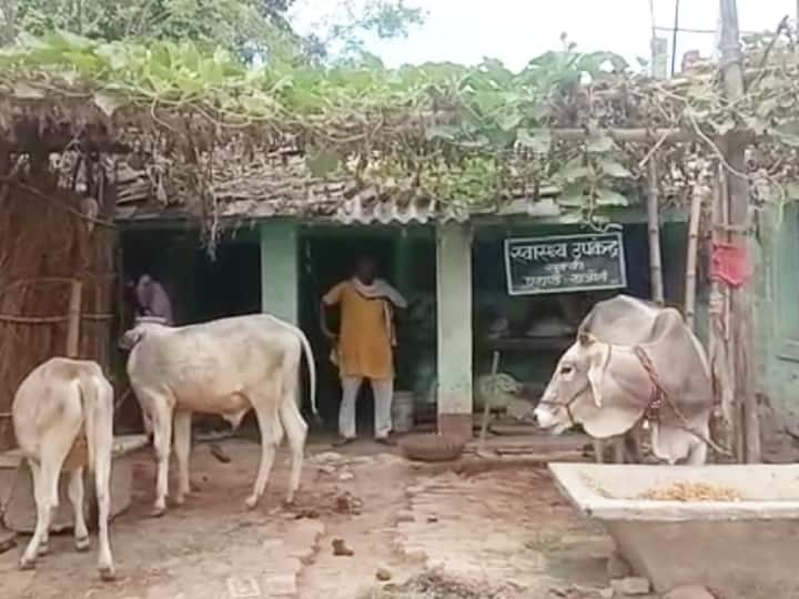 Primary health center becomes Cow shed in madhubani there is animals in place of patients ann बिहारः मधुबनी का प्राथिमक स्वास्थ्य केंद्र बना गोशाला, मरीजों की जगह दिख रहे पशु और दवा की जगह गोबर