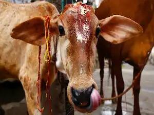 Assam government plans to introduce cow protection Bill গো সংরক্ষণে এবার বিল আনার সিদ্ধান্ত অসম সরকারের