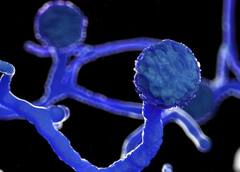 સુરતનો યુવક કોરોનામાંથી સાજો થઈને મ્યુકરમાયકોસિસનો બન્યો ભોગ, ચેપ ક્યાં સુધી પહોંચ્યો એ જાણીને લાગી જશે આઘાત....