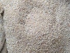 बिहार: गोदाम में पड़ा सड़ा अनाज 'खपाने' में जुटे स्टोर मैनेजर, डीलरों के साथ मिलकर मार रहे गरीबों का हक