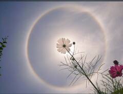 Sun Halo Photos: বেঙ্গালুরুর আকাশে সৌরবলয়, মুগ্ধ হয়ে দেখল গোটা দেশ