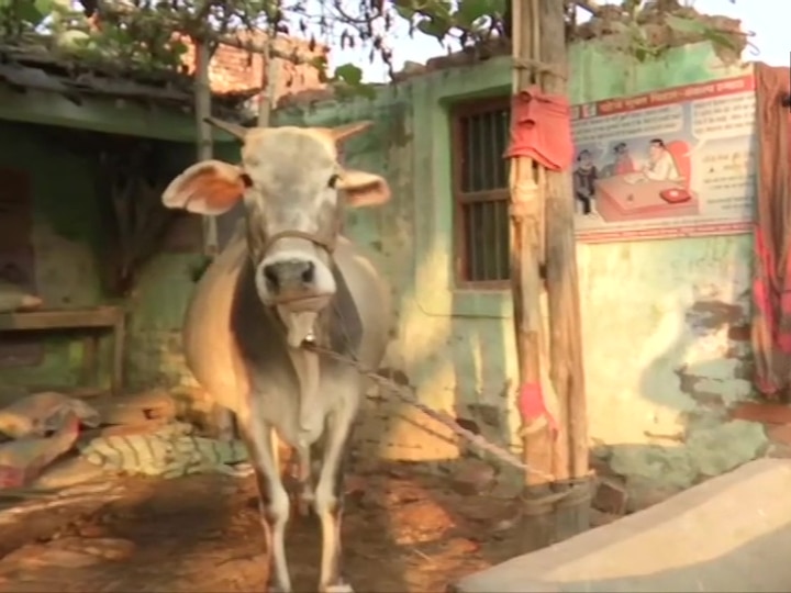 Bihar: Govt Health Center Turned To Cow Shed; No Professional Visited The Area In Over A Year