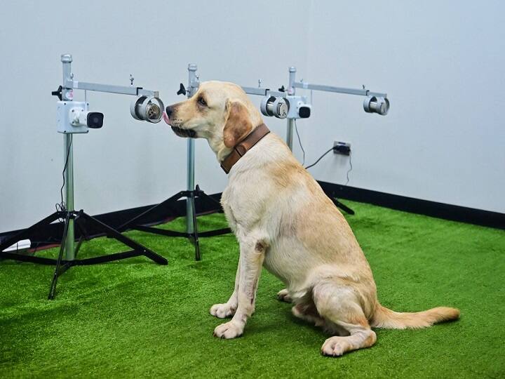 Dogs Can Be Trained To Sniff Out 90% Covid Cases, Even Asymptomatic, Finds Study Dogs Can Be Trained To Sniff Out 90% Covid Cases, Even Asymptomatic, Finds Study