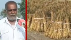 રાજકોટના લોધિકા તાલુકાના ઢોલરા ગામે ખેડૂતની હાલત કેમ બની કફોડી ?