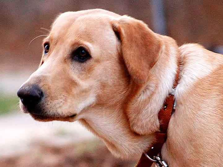 क्या सूंघकर कोरोना संक्रमण का पता लगा सकते हैं प्रशिक्षित कुत्ते? जानिए क्या कहती है रिसर्च