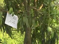 यूपी: कोरोना काल में जान गंवा चुके फ्रंटलाइन वर्कर्स को 'मैंगो मैन' ने दी अनोखी श्रद्धांजलि, दिलचस्प है वजह