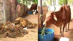 Special Report : नागपुरात एका गायीच्या पोटात तब्बल 80 किलो प्लास्टिक ; असा वाचला गाईचा जीव...