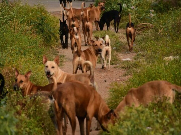 ஆடு, மாடு, நாய், குதிரை வளர்த்தால் ரூ.10 பதிவுக்கட்டணம்..  - மதுரை மாநகராட்சி ரூல்.!