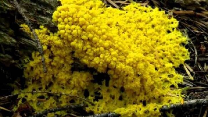 Yellow Fungus More Dangerous than Black White Fungus found India Know Symptoms Cases Precautions Yellow Fungus: ’கருப்பு, வெள்ளை வரிசையில் இப்போ மஞ்சள் பூஞ்சை’ – உத்தர பிரதேசத்தில் கண்டறியப்பட்ட பாதிப்பு