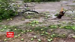 સરકાર ધરાશાયી થયેલાં વૃક્ષોને ફરી જીવીત કરશે, પડી ગયેલી કેરીમાંથી અલગ અલગ ઉત્પાદનો બનાવશે......