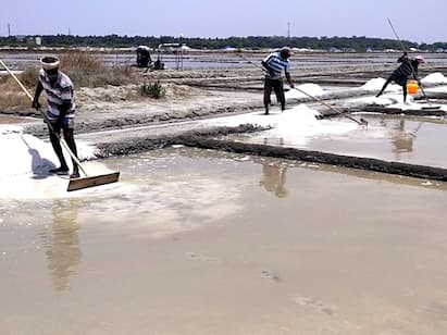 Impact of salt production on woodland கரைய காத்திருக்கும் உப்பு 3 ஆயிரம் தொழிலாளர்கள் வேலை இழப்பு!