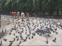 Ghaziabad: लॉकडाउन से मवेशी बेहाल, सड़कों पर घूम रही गाय कबूतरों का दाना खाने को मजबूर