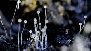 Aspergillosis Fungus: कोरोनातून बरे झालेल्यांना म्युकरमायकोसिसनंतर आता अॅस्परजिलोसिसचा धोका, काय आहेत लक्षणे?