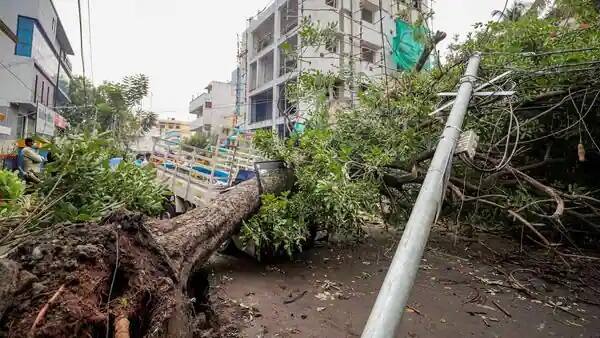 সাইক্লোনের আগে - গবাদি পশু থাকলে বেঁধে না রেখে ছেড়ে দিন।