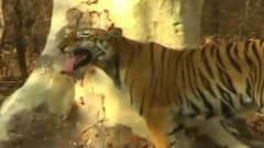 TOP 50 | ताडोबा व्याघ्र प्रकल्पाचं क्षेत्र वाढणार | सुपरफास्ट बातम्या | 25 मे 2021