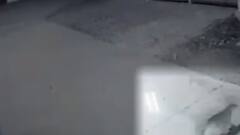 દાહોદના લીમખેડા મામલતદાર કચેરીમાં લટાર મારતા નજરે ચઢ્યો દીપડો,જુઓ વીડિયો