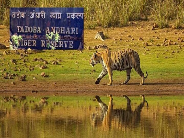 Submit a proposal to rehabilitate nearby villages to increase the area of ​​the Tadoba Tiger Project Chief Minister uddhav thackerays order ताडोबा व्याघ्र प्रकल्पाचे क्षेत्र वाढवण्यासाठी लगतच्या गावांच्या पुनर्वसनाचा प्रस्ताव सादर करा; मुख्यमंत्र्यांचा आदेश