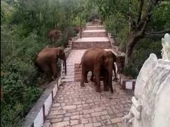 லாக்டவுனெல்லாம் உங்களுக்குத்தான், எங்களுக்கு இல்ல : மருதமலையில் ஜாலி உலா வந்த காட்டு யானைகள்..