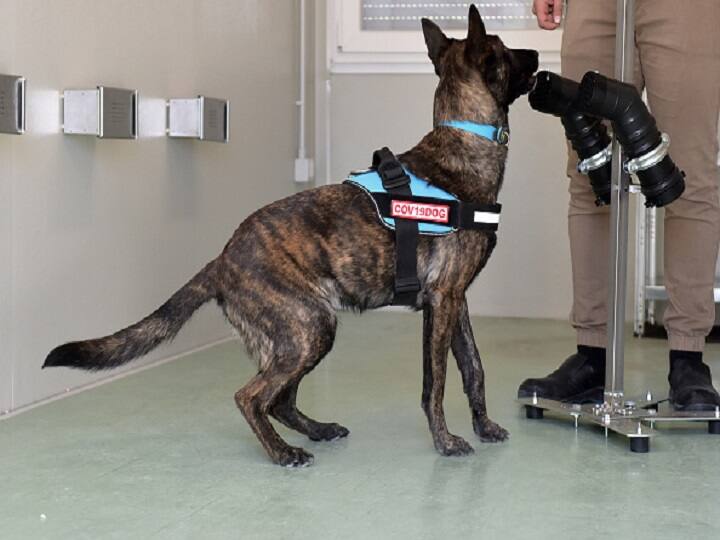 Researchers Train Dogs To Sniff Out Covid Patients, 94% Accuracy Found,can become Useful At Airports Covid19 Update : প্রশিক্ষণের মাধ্যমে গন্ধ শুঁকে করোনা আক্রান্তকে শনাক্ত করতে পারবে স্নিফার ডগ, বলছেন গবেষকরা