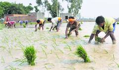 ਪੂਸਾ-44 ਝੋਨੇ ਦੀ ਕਿਸਮ 'ਤੇ ਲੱਗੇਗੀ ਰੋਕ? ਵਾਤਾਵਰਣ ਲਈ ਬਣਿਆ ਖਤਰਾ, ਪੰਜਾਬ ਨੇ ਕੇਂਦਰ ਸਰਕਾਰ ਨੂੰ ਚੌਕਸ ਕੀਤਾ