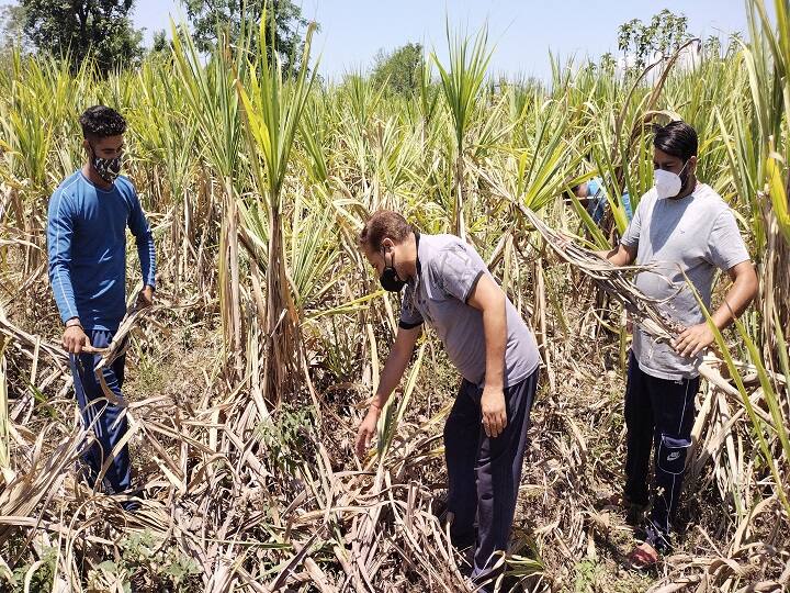 Sugarcane farmers face problems due to Corona curfew in Jammu ANN जम्मू में करोना कर्फ्यू से गन्ना किसानों की दिक्कतें बढ़ी, खेतों में खड़ा गन्ना सूखकर हो रहा खराब