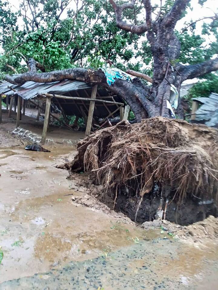 যতদুর চোখ যায় শুধু জল আর জল। বালেশ্বরের উপকূলবর্তী গ্রামগুলির চাষের জমিতে ঢুকেছে জল।(ছবি- বালেশ্বরের ঘেরিগ্রামে চালার ওপর শিকড় সহ উপড়ে পড়েছে গাছ)