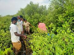 சீர்காழி : அலையாத்தி காட்டில் பதுக்கி வைக்கப்பட்டிருந்த சாராய ஊரல்கள் அழிப்பு