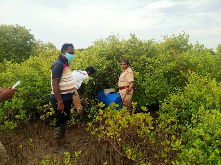 சீர்காழி : அலையாத்தி காட்டில் பதுக்கி வைக்கப்பட்டிருந்த சாராய ஊரல்கள் அழிப்பு