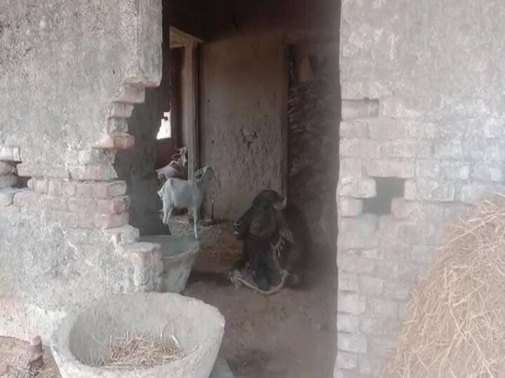 Bihar: APHC transformed into 'stable', villagers tie animals in hospital, doctors have been missing for years ann बिहार: ‘तबेले’ में तब्दील हुआ APHC, अस्पताल में पशु बांधते हैं ग्रामीण, सालों से नदारद हैं डॉक्टर