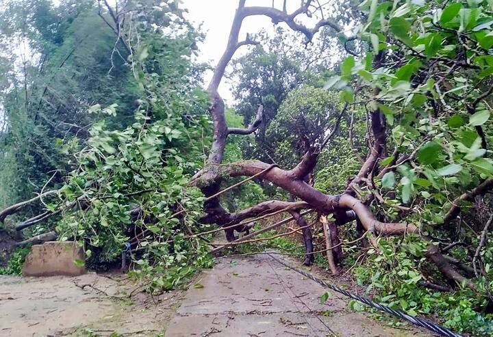ইয়াসের ‘ছো মেরে নিয়ে যাওয়া’ প্রবল হাওয়ায় উপড়ে গিয়েছে একের পর এক গাছ।বালেশ্বরে বড়-ছোট, একাধিক গাছ পড়ে বন্ধ হয়ে গিয়েছে রাস্তা। (ছবি-বালেশ্বরের ঘেরির ছবি-রাস্তায় ভেঙে পড়েছে গাছ)